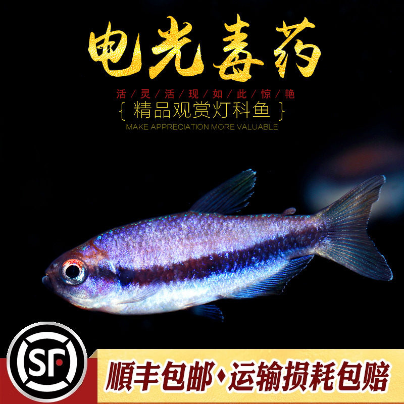 电光du药草缸灯科鱼中小型