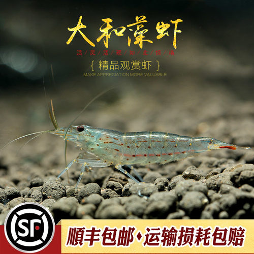 除藻效果非常棒的台湾进口藻虾