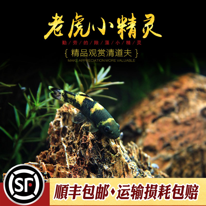 老虎小精灵小型除藻活体青苔鼠