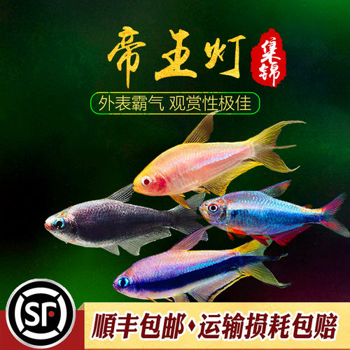 帝王灯鱼小型热带鱼黄金红尾黑帝王草缸淡水招财灯科鱼群游鱼活体 - 封面