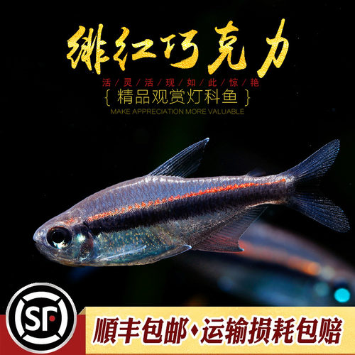 绯红巧克力南美草缸小型灯鱼