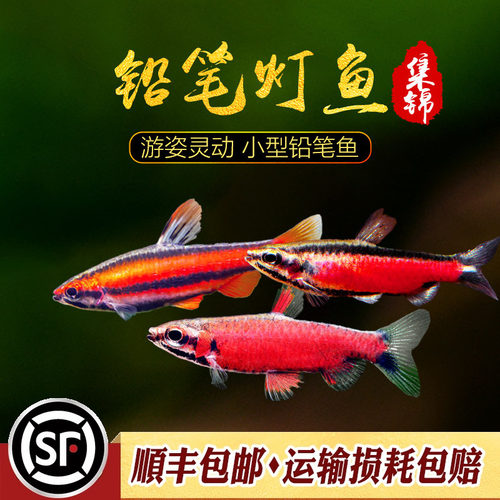 小型迷你进口高端灯科鱼新输入种