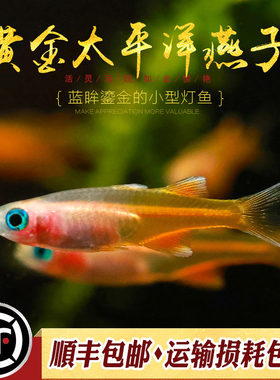 黄金太平洋燕子鱼蓝眼珍珠美人鱼