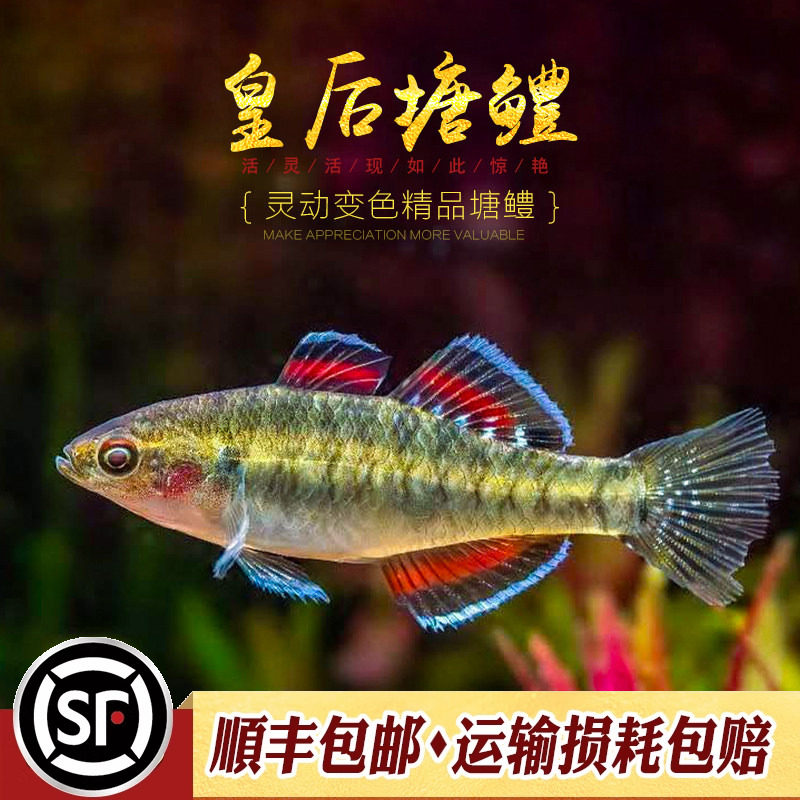 塘鳢唐礼进口稀有小型热带观赏鱼