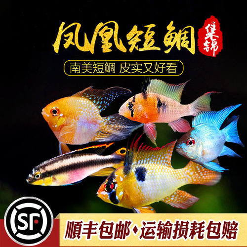 金波子鱼宠物波子皮卡丘热带鱼淡水草缸小型观赏鱼凤凰短鲷鱼活体 - 封面