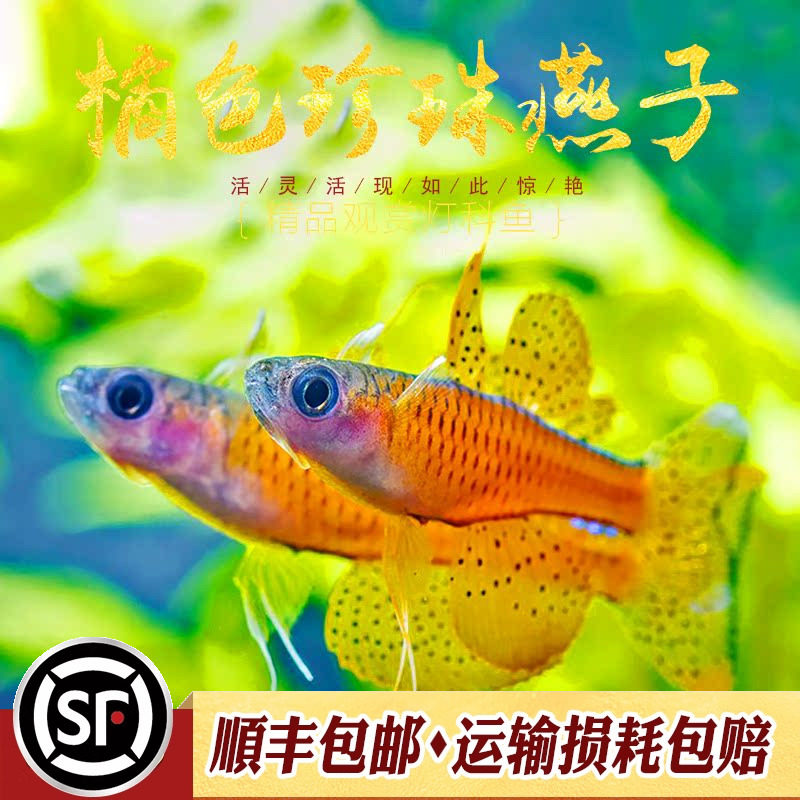 橘色珍珠燕子鱼小型灯鱼热带鱼观赏鱼草缸上层鱼阿鲁桔色珍珠燕鱼