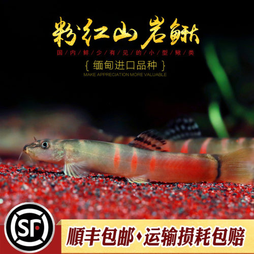 水族乡工具鱼泥鳅底层进口粉红鳅