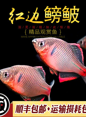 红边鳑鲏鱼原生鱼冷水鱼淡水观赏鱼小型旁皮鱼原生鱼小溪流鱼活体