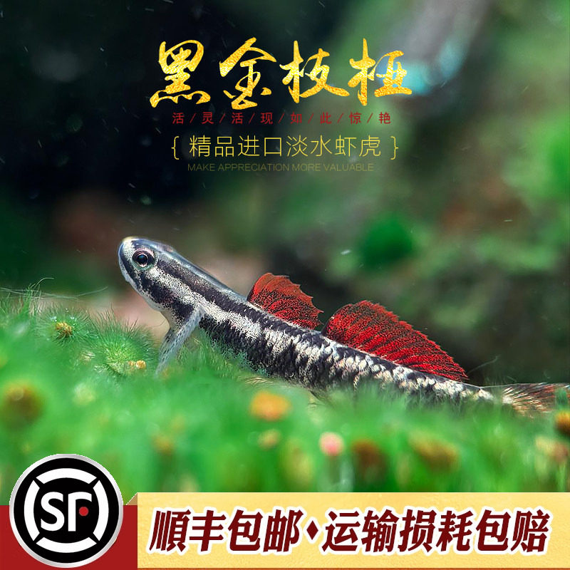 黑金枝桠虾虎鱼印尼原生观赏鱼小型淡水鱼冷水鱼黑金韧虾虎活体鱼
