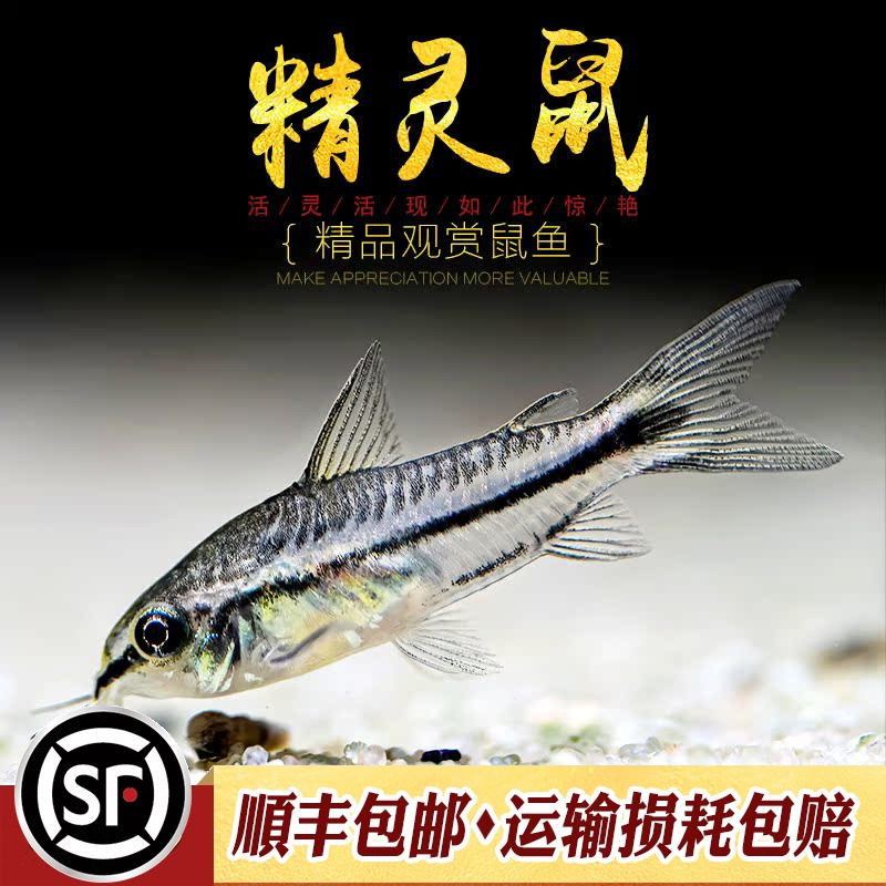 精灵鼠鱼小型老鼠鱼热带鱼观赏鱼月光鼠娃娃鼠水草缸群游精灵活体