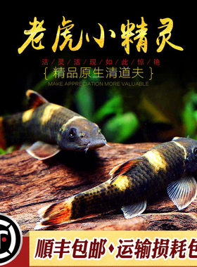 老虎小精灵鱼熊猫青苔鼠耐寒淡水