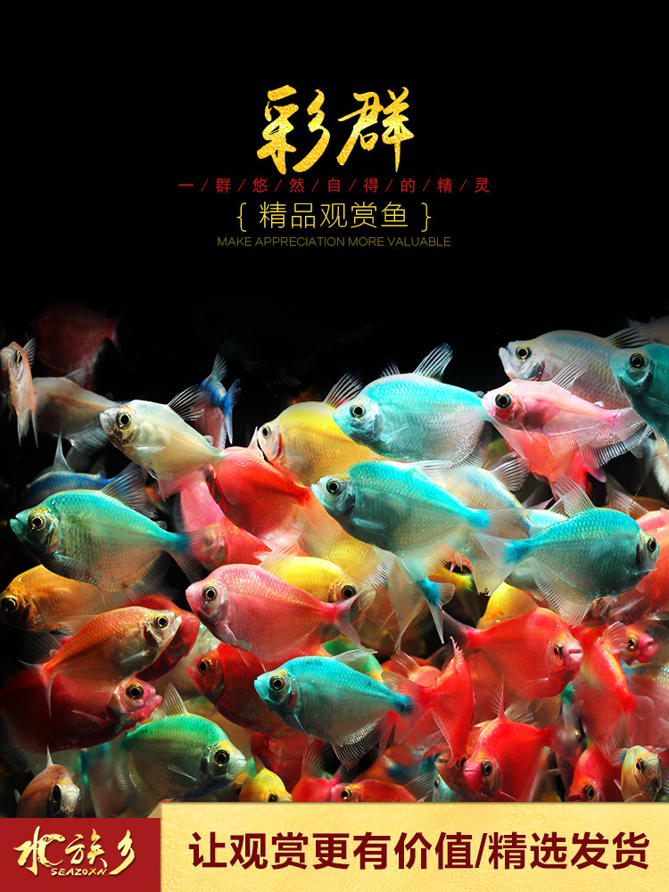 Colorful group black skirt Colorful skirt Glass color freshwater small group swim pull flag water plant tank live tropical small fish