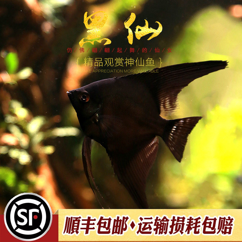 墨燕鱼水草缸淡水热带鱼观赏鱼招财神仙鱼墨黑仙燕子鱼宠物鱼活体