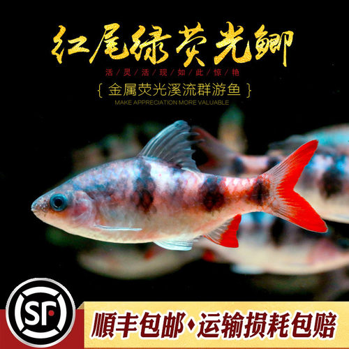 红尾荧光印尼进口大帆熊猫鲫鱼