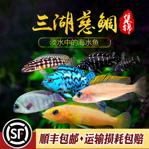 黄帆天堂鸟三湖坦湖慈鲷鱼热带