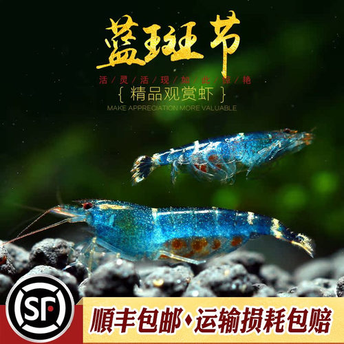 中国原生除藻米虾工具