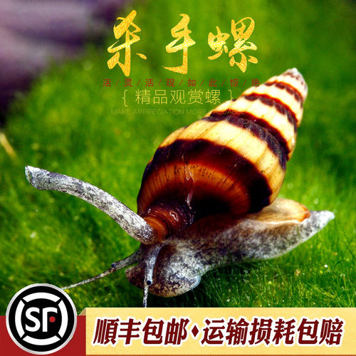 杀手螺热带观赏除淡水宠物水草缸