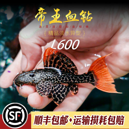 帝王血钻l600精选绿皮星点异型鱼
