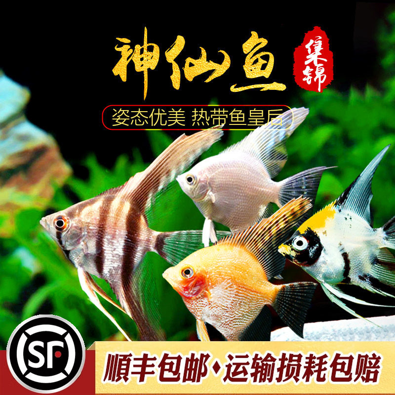 金仙热带鱼观赏鱼钻石鳞金神仙燕鱼水草缸活体宠物红金头神仙活体