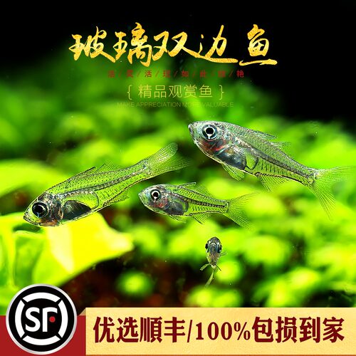 汽水鱼多少钱 汽水鱼价格 小麦优选 汽水鱼多少钱 汽水鱼价格 小麦优选