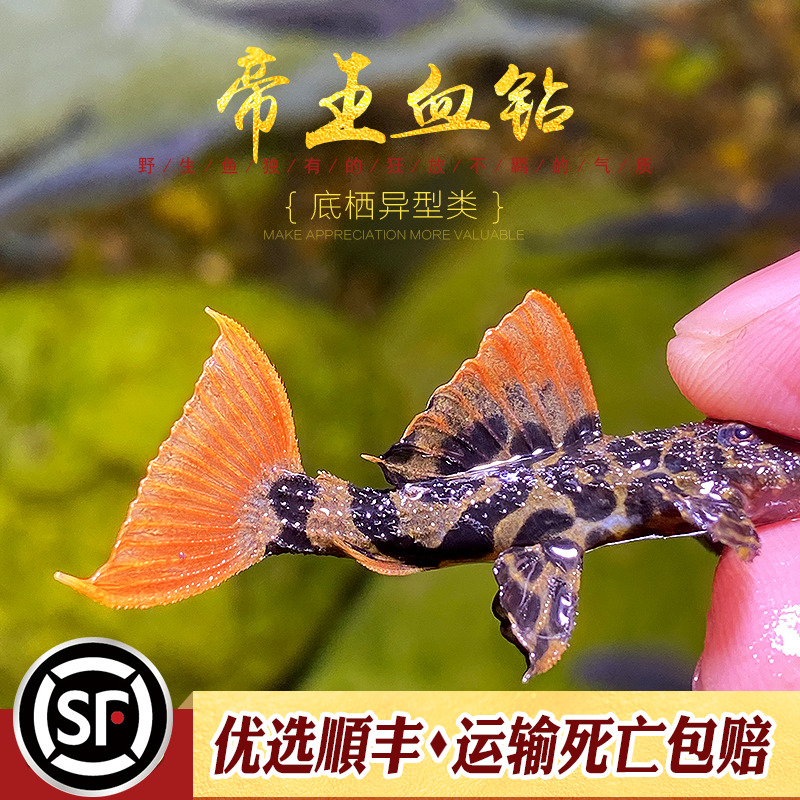 帝王血钻l600精选绿皮星点异型鱼