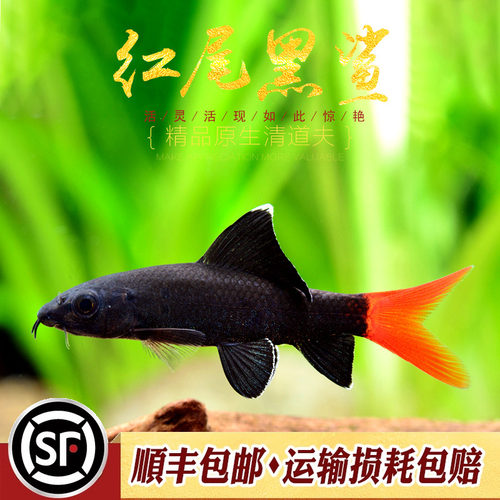 红尾黑鲨吃垃圾残渣水族乡清道夫
