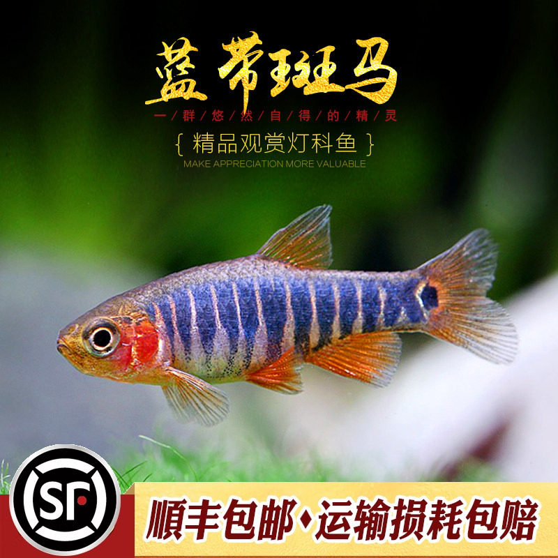 蓝带斑马鱼红带班马鱼水草缸群游小型灯科鱼蓝带斑班马热带鱼活体