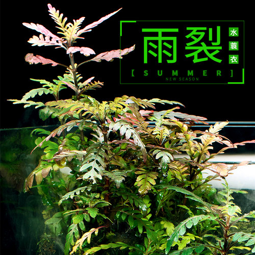 雨裂水族鱼缸造景无菌布景活体