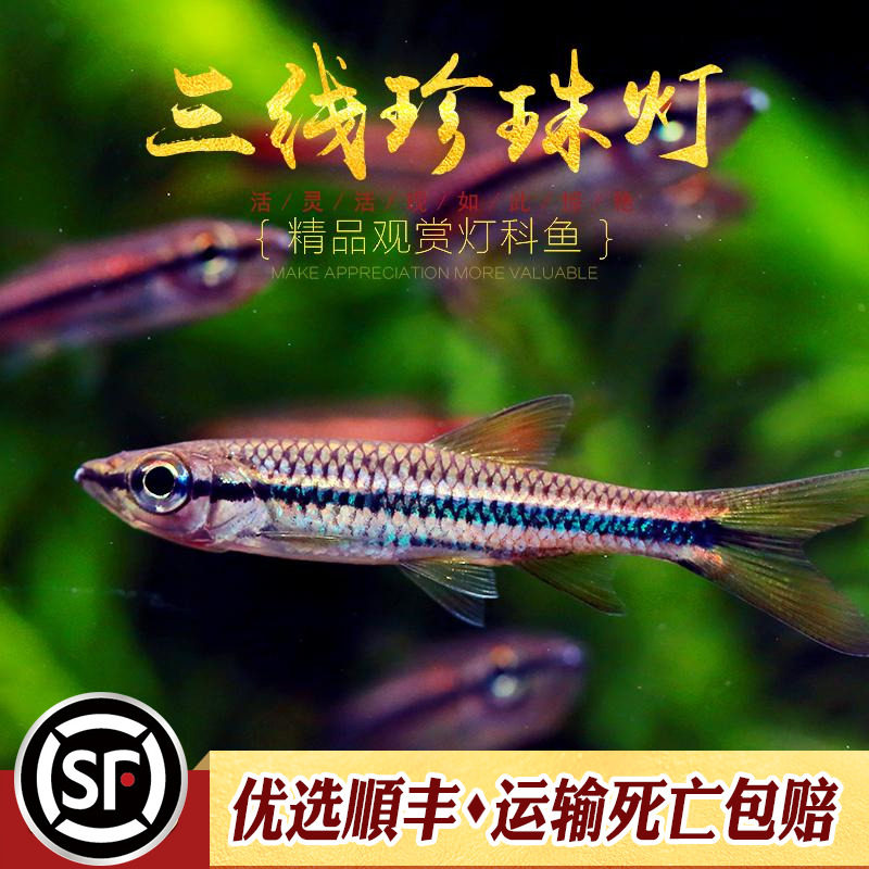 三线珍珠灯鱼进口原生鱼观赏鱼小型鱼淡水溪流缸群游头条波鱼活体
