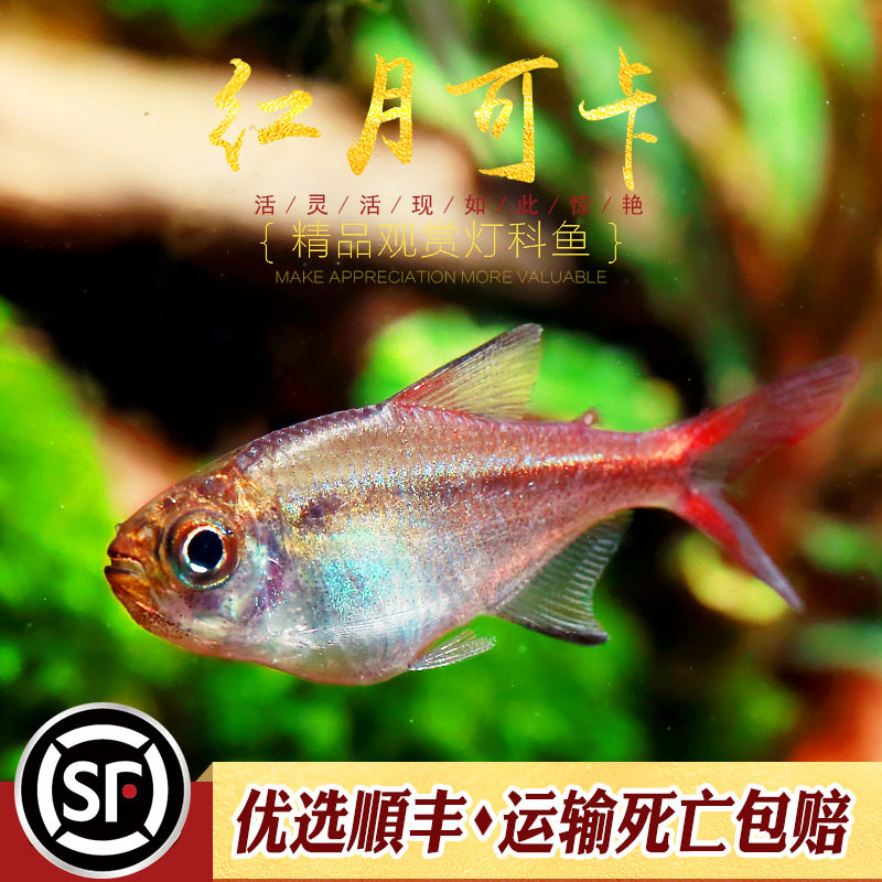 红月可卡鱼南美热带鱼高端稀有灯科鱼皇室青魔鬼白金黄金可卡活体