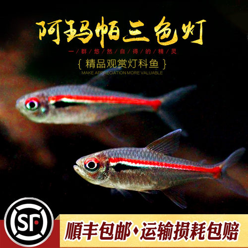 阿玛帕三色灯鱼南美阿马帕玛高端小型灯科鱼灯鱼群游观赏小鱼活体 - 封面