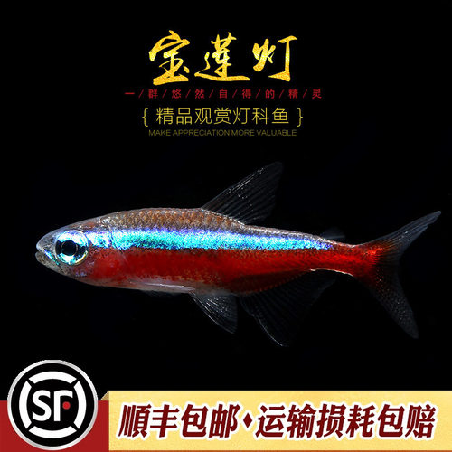 群游宠物日光红莲灯科鱼热带鱼