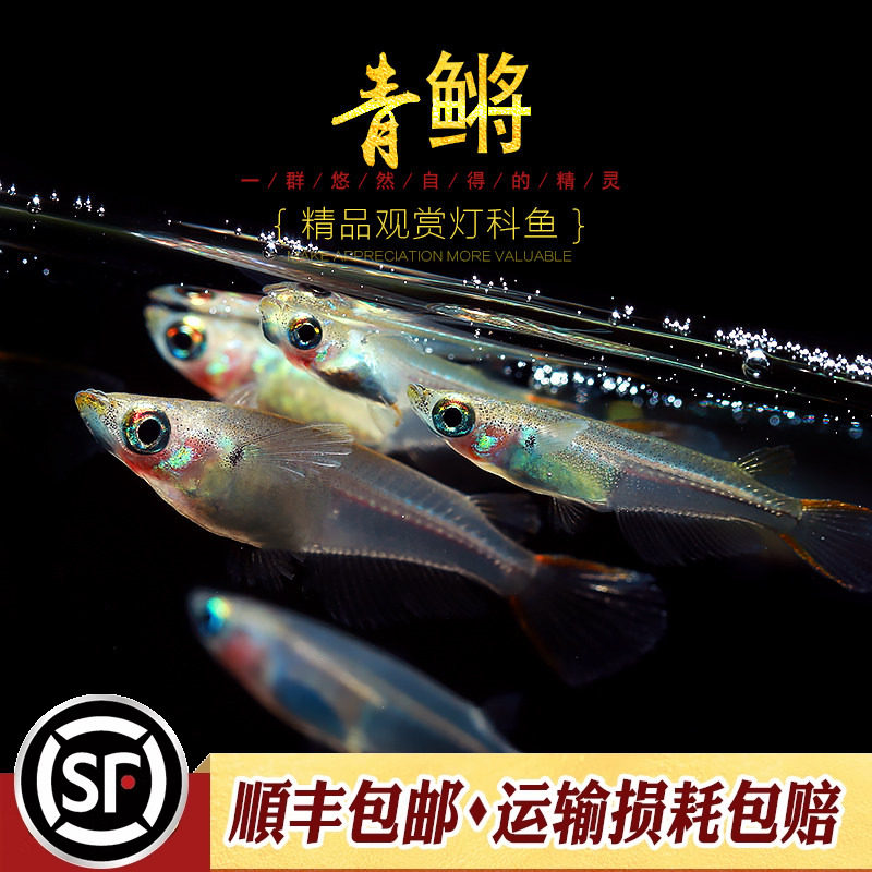 桂系青鳉鱼弓背青鳉水草缸冷水群游灯科鱼原生鱼淡水观赏鱼活体鱼