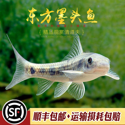 东方墨头原生观赏鱼稀有水族乡