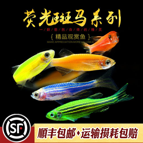 小型鱼蝶翼荧光斑马练手鱼懒人鱼
