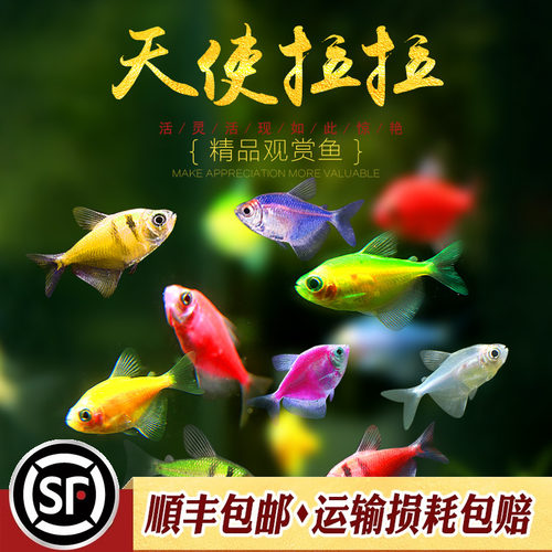 水族乡新手入门淡水鱼热带天使鱼