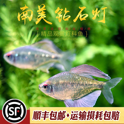 南美进口群游钻石灯科鱼