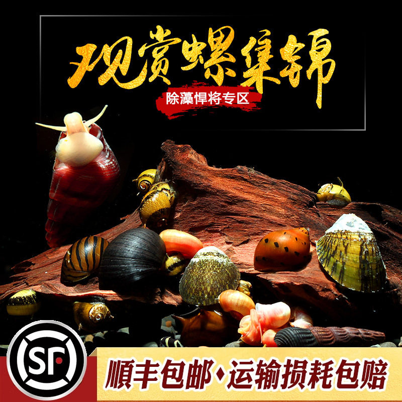 鲍鱼螺红苹果斑马洋葱除藻工具螺图片