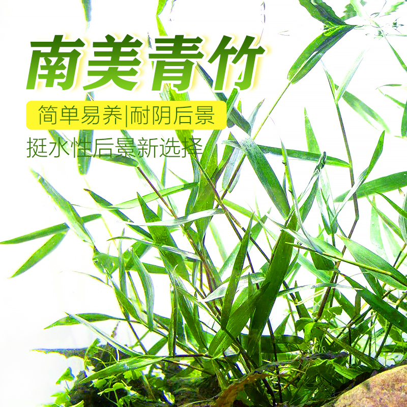 水竹造景鱼缸水族真水草水族箱小竹叶草观赏竹节草南美青竹后景草