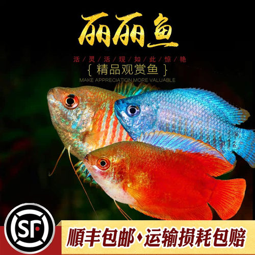 小型热带观赏鱼七彩血丽丽懒人鱼