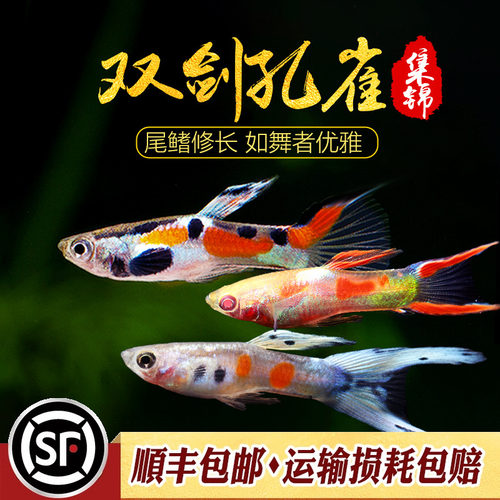 小型鱼双剑精灵淡水鱼活体孔雀鱼