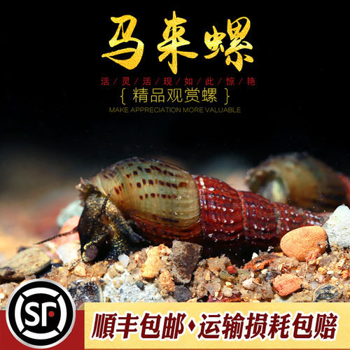 水族乡马来螺观赏螺清洁除藻活体