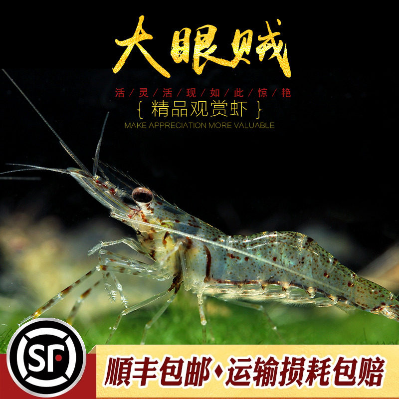 大眼贼虾淡水草缸观赏绣球虾河虾除褐藻绿藻丝毛藻黑藻鱼缸工具虾