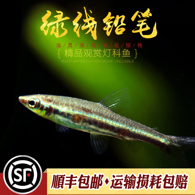 绿线铅笔灯鱼小型鱼南美灯科鱼热带鱼观赏鱼水草缸群游铅笔鱼活体,宠物/宠物食品及用品,鱼,淘宝优惠券,粉丝福利购,淘宝优惠卷