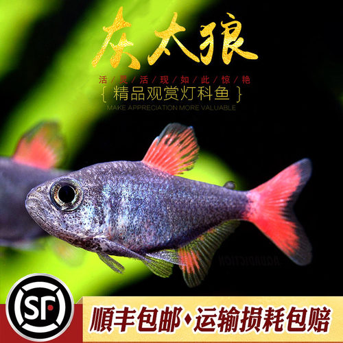 灰太狼灯鱼南美高端小型灯科鱼