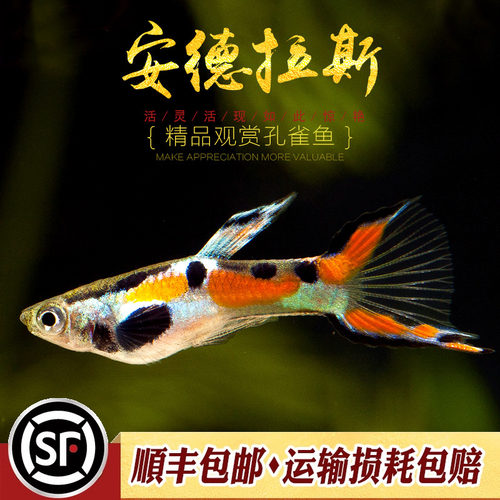 安德拉斯双剑观赏鱼精灵水族乡