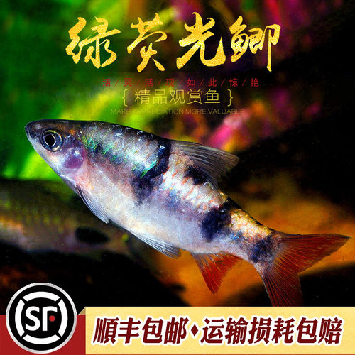 红尾荧光印尼进口大帆熊猫鲫鱼