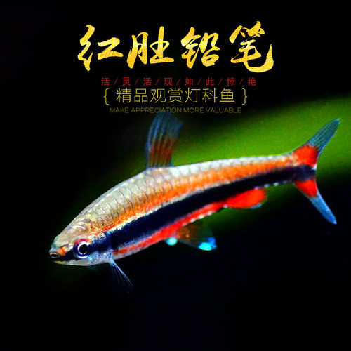 红肚橘色群游小型热带活体铅笔鱼