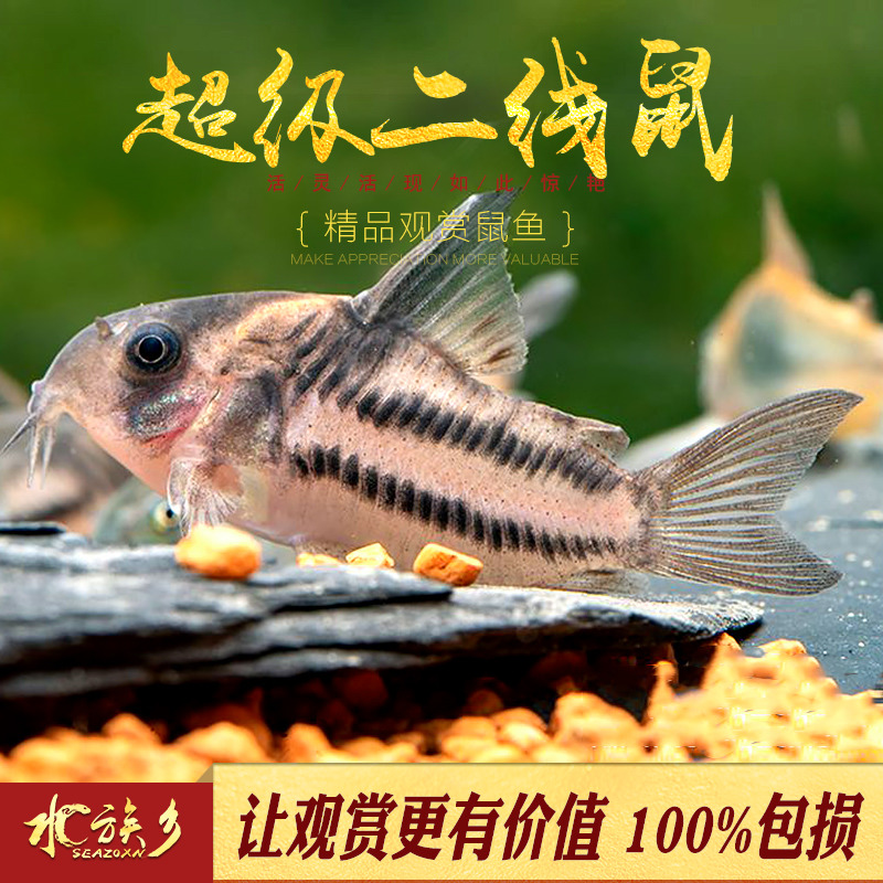 超级二线鼠鱼舒瓦茨鼠超级舒瓦兹鼠二线公主超舒活体鱼高端大型鼠