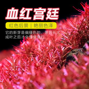 丹麦血红宫廷水草特价 宫廷草中后景水草鱼缸造景绿宫廷粉红宫廷草